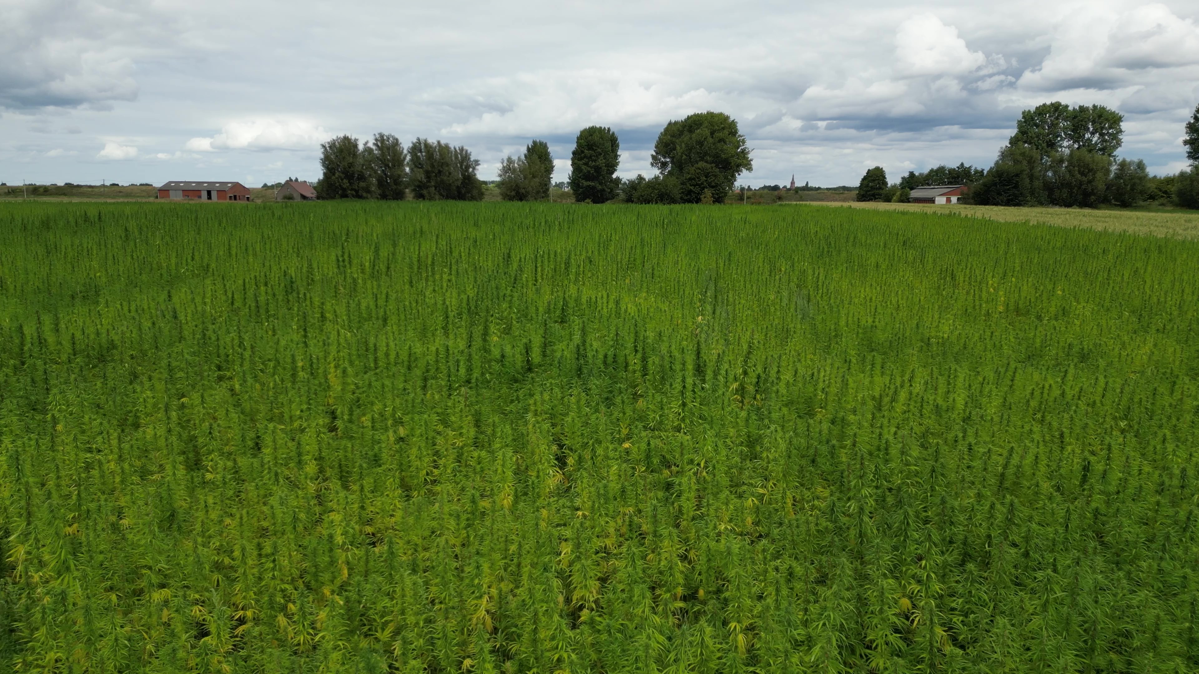 Zabra foto hennep 2025