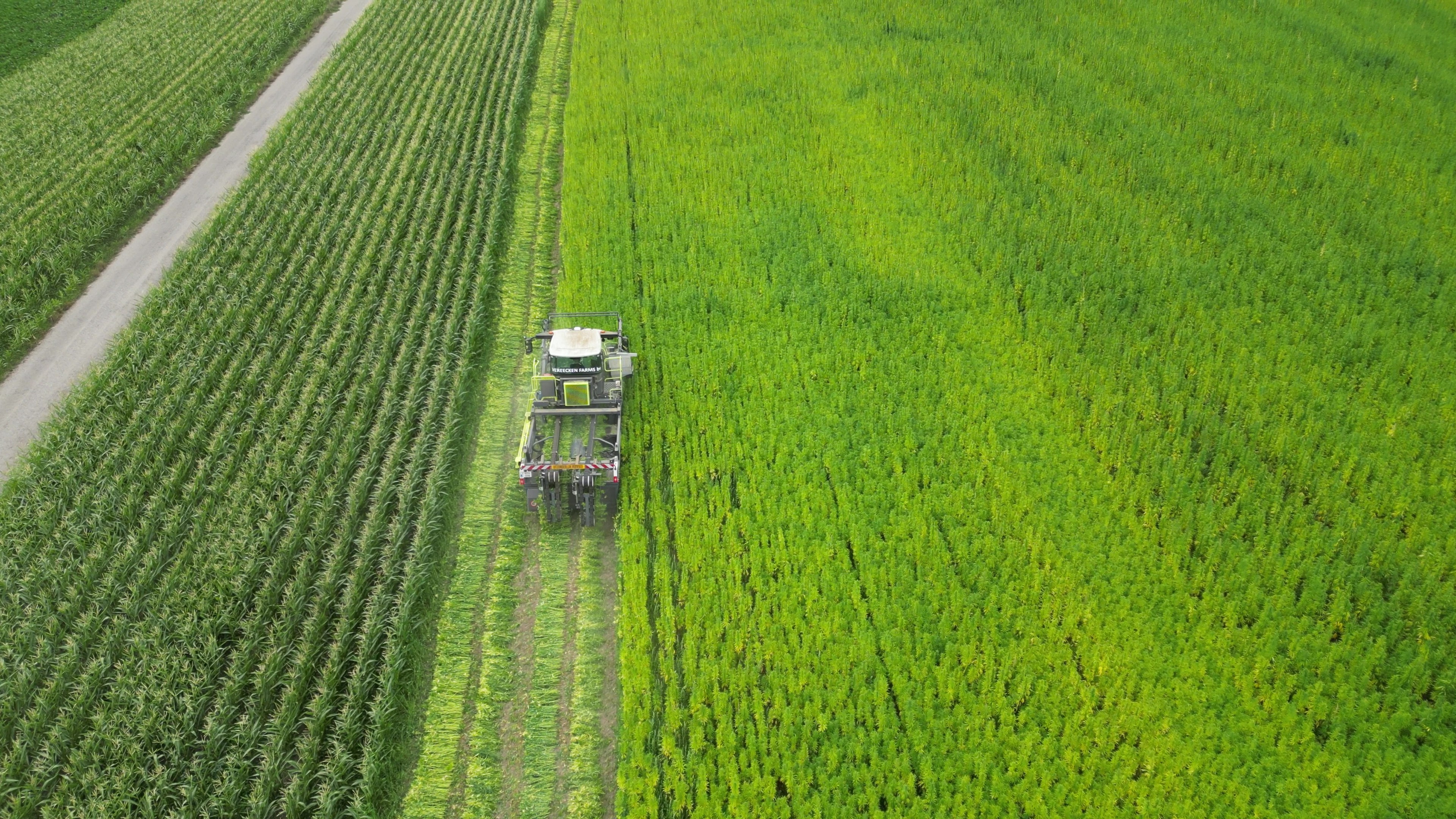 High on innovation: Zabra isoleert met eigen hennepkweek